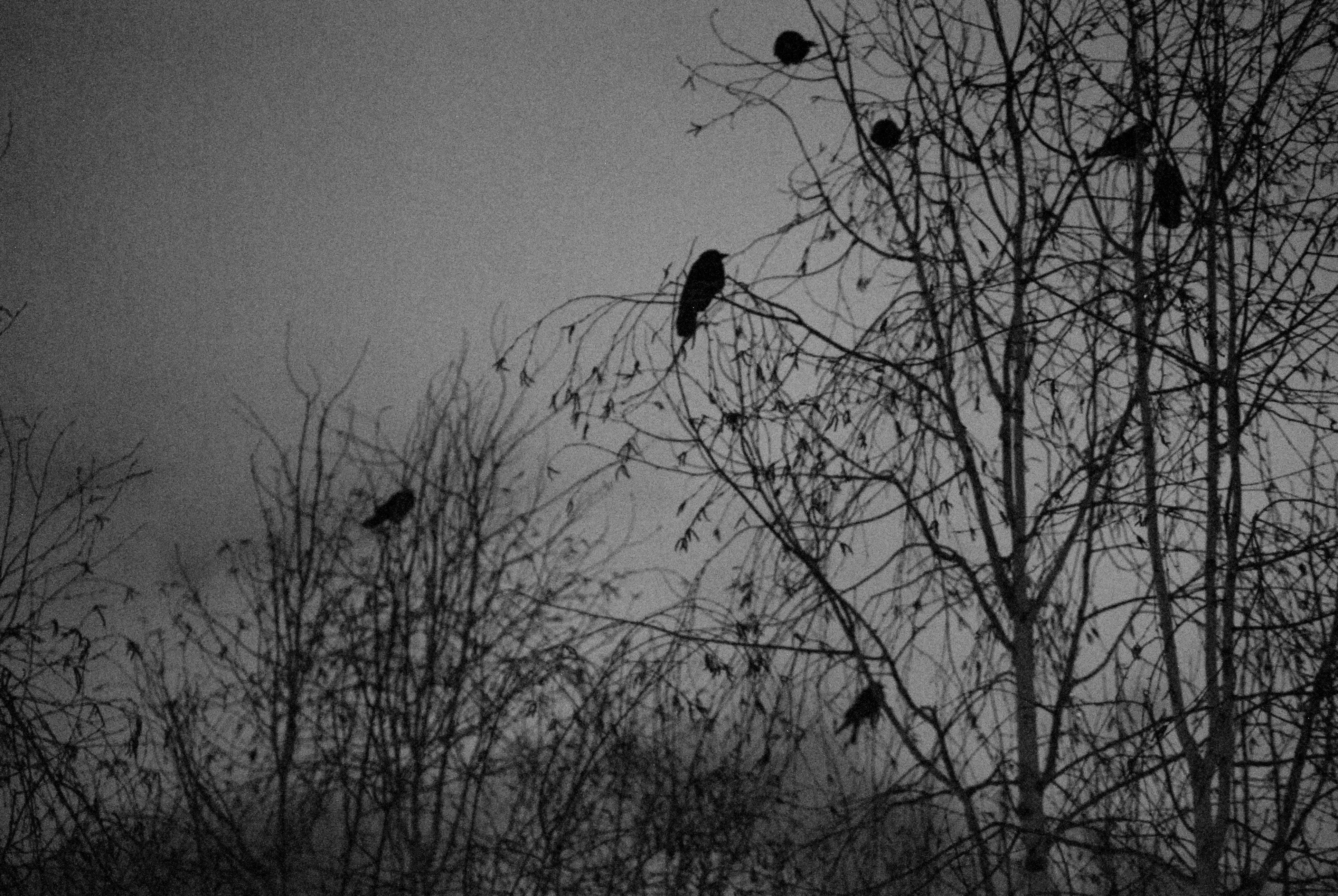A black-and-white photo of dark birds perched among bare tree branches against a gray sky.