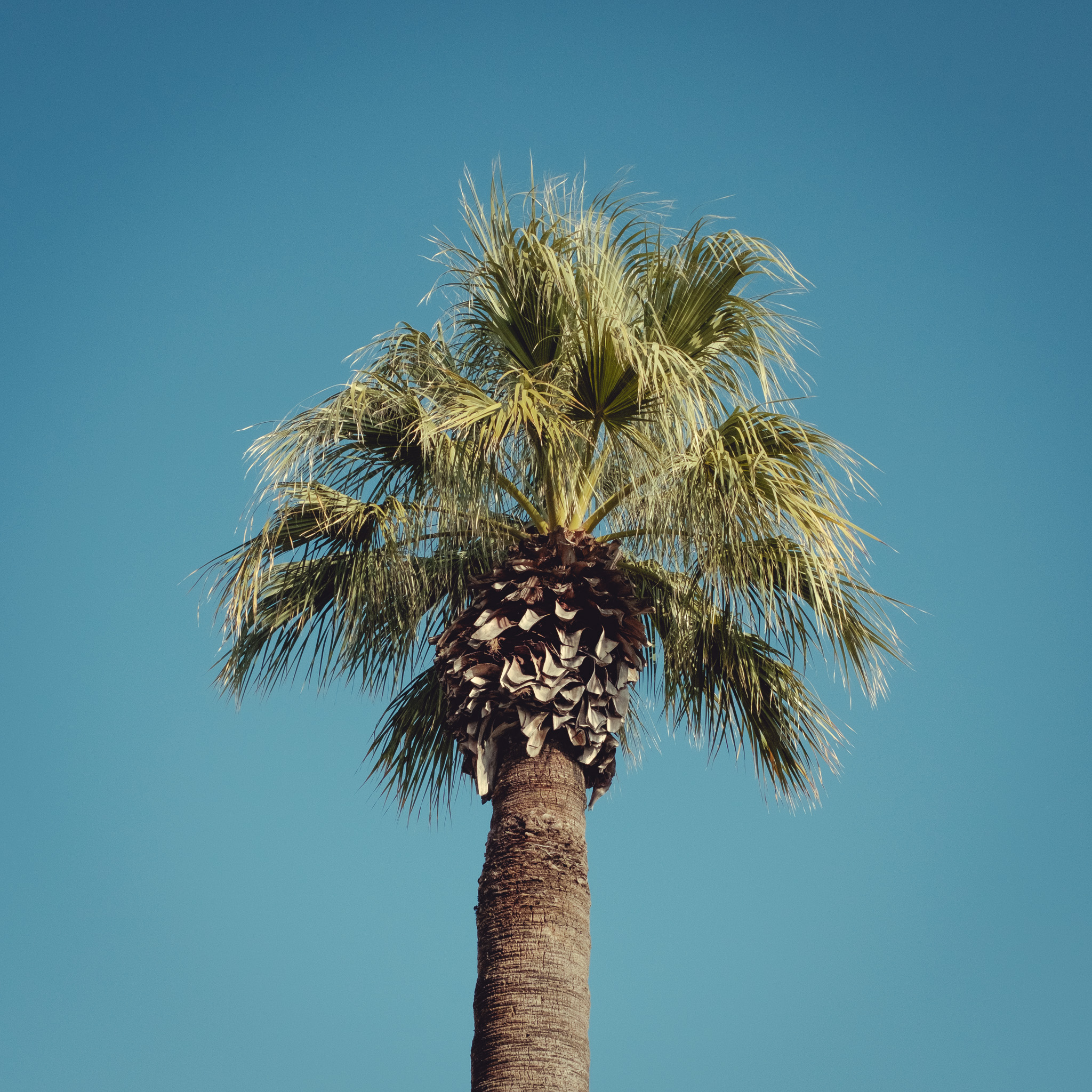 A palm tree photographed from below against a clear blue sky.